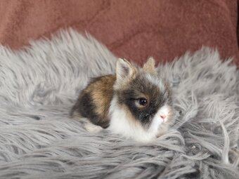Krásná Teddy mláďátka s VP - 4