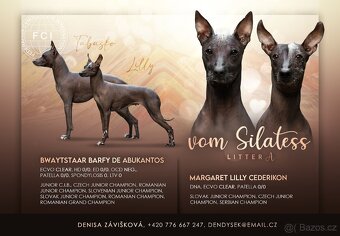 Peruánský naháč střední - osrstěný pejsek - 4