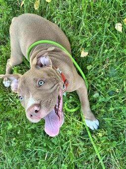 🐶Na prodej- fenečka American Bully Pocket 🐶 - 4