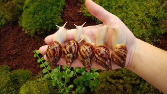 Africký šneci Lissachatina reticulata Albino body - 4