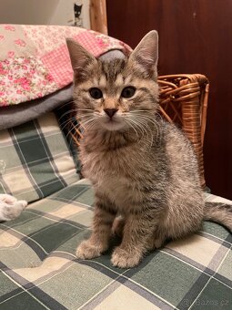 Daruji koťátka - 4