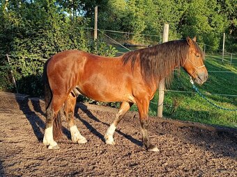 Prodám Welsh Cob D - 4