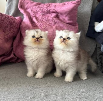 Britská koťátka - 4