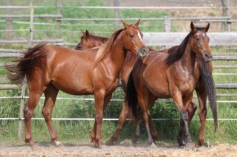 Appalossa klisna - 4