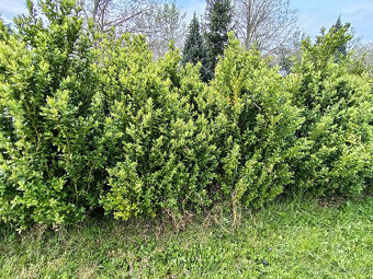 Zimostráz obecný (buxus, krušpánek). - 4
