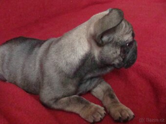 francouzský buldoček - 4