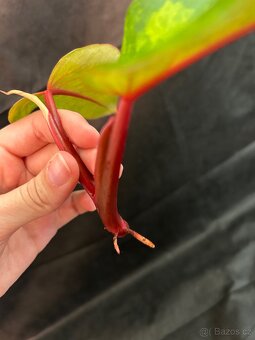 Philadendron Painted Lady - 4