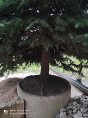 Smrk velka bonsai - 4