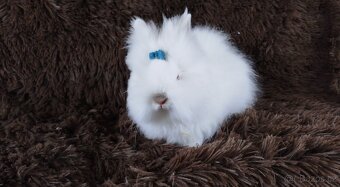 Zakrslý králík, králíček -(TEDDY)-HERBERT - 4