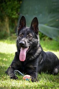Německý ovčák 1 rok - 4
