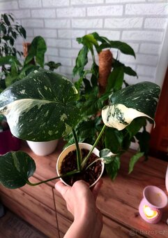Monstera Thai Constellation - 4