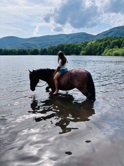 Valach na prodej - 4