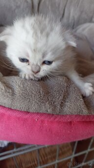 Britská koťátka  s PP - 4