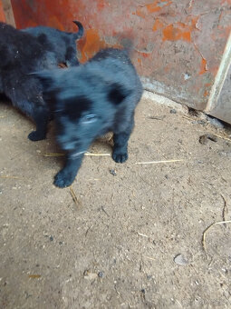 Německý ovčák štěně - 4