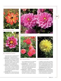 Encyklopedie tulipánů, hyacintů, begonií a dalších ..rostlin - 4