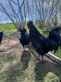 Ayam Cemani - kuřátka - 4