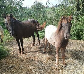 Pony,minihorse - 4