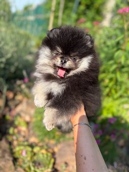 Pomeranian - 4