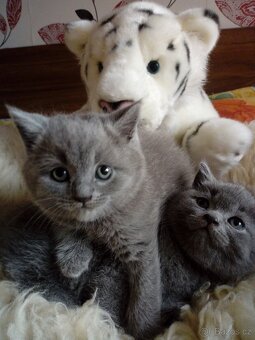 Britská modrá- koťátka,ihned na odběr - 4