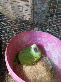 Ara ararauna, Amazoňan modročelý - 4