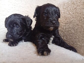 Štěňátka Yorkiepoo - 4