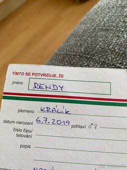 Zakrslý králík lví hlava - 4