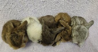 Zakrslý králíček/beránek minilop - 4
