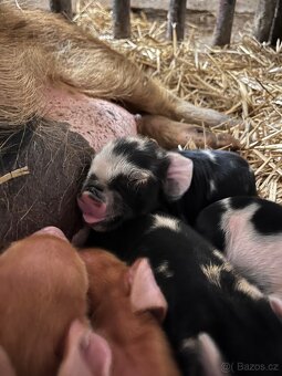 Prodej selátek Kune Kune - 4
