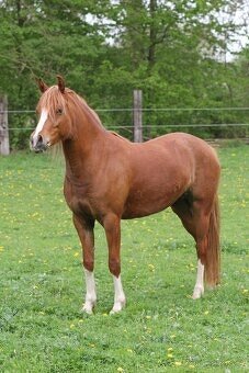 Golden Deisy - 14-ti letá klisna WPBr - 4