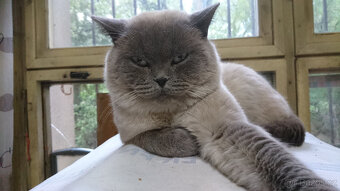 Britský kocour ke krytí - 4