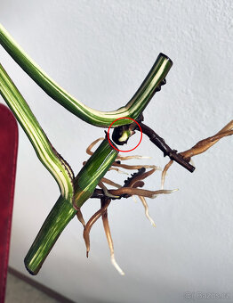 Monstera Albo – zakořeněné řízky s růstovým bodem - 2ks - 4