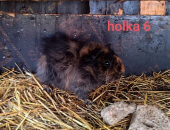 morče, morčátko - 4