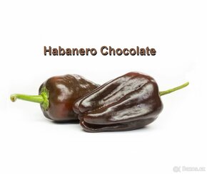 Chilli papričky - Habanero, Jalapeño, Sugar Rush Stripey - 4