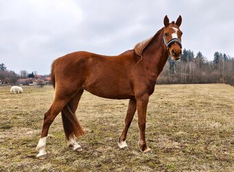 Líbivá charakterní pony klisna - 4