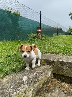 Jack Russell - 4