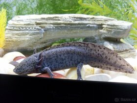 Axolotl Mexický (šedé) - 4
