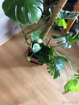 Monstera s kokosovou tyčí - 4