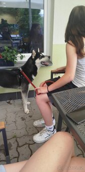 Sibiřský husky - 4