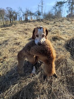 Fenka anglický pointer - 4