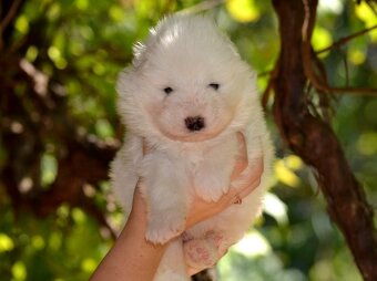 Samojed s FCI PP - LA TORRE ROJA - 4