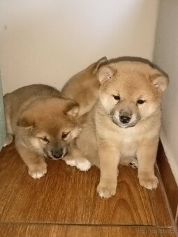 Predám šteniatka Shiba inu - 4