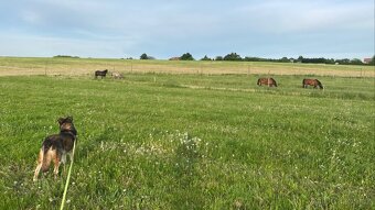 Aktivní ustájení - 4