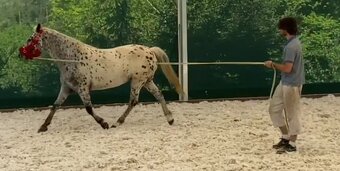 Pohodová klisna s jedinečným původem po Sandro Hit - 4