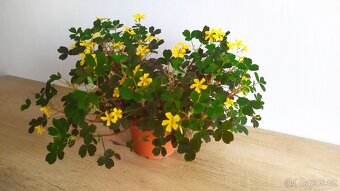 Oxalis Burgundy - 4