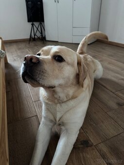 Nabízím ke krytí psa labradorského retrievera s PP - 4