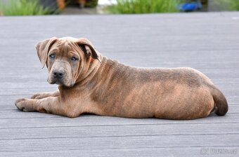 American Bully šteniatka s pp na predaj - 4