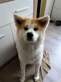 Dvou roční fenka Akita Inu – hledá nový domov - 4