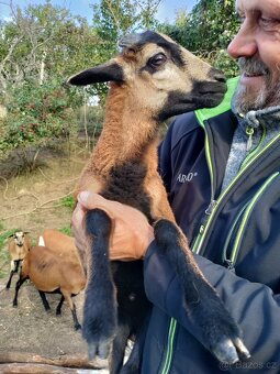 Kamerunský beran - 4