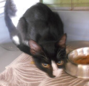 Mazlivý, klidnější 5,5měsíční černobílý kocourek Body - 4