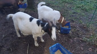 Březí kozy + kozlik stado 9ks - 4